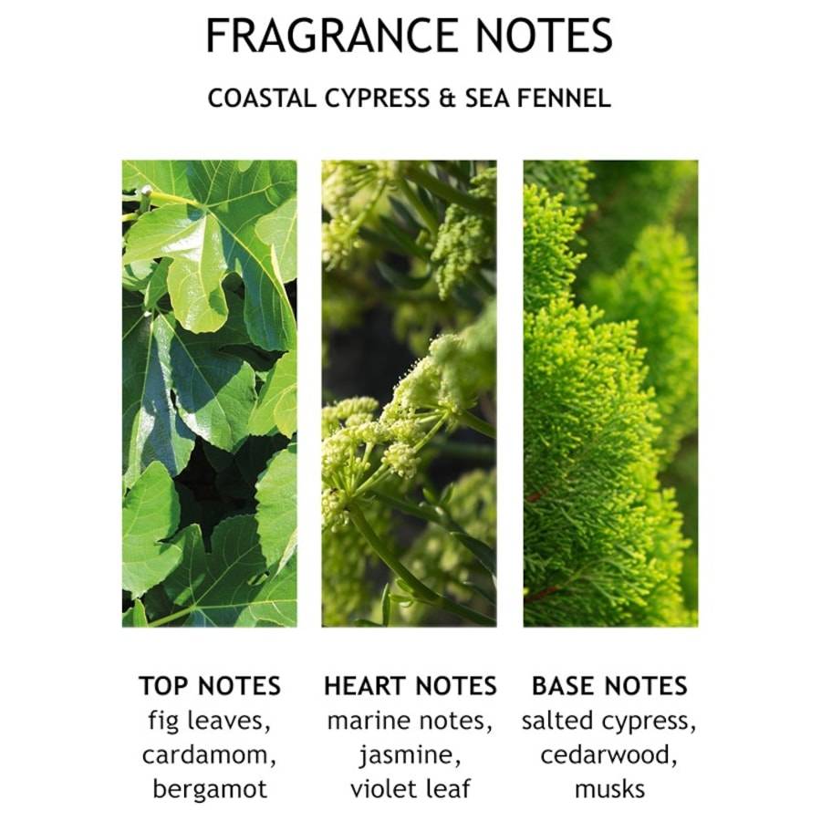 Molton-Brown Coastal Cypress & Sea Fennel Meist gekauft