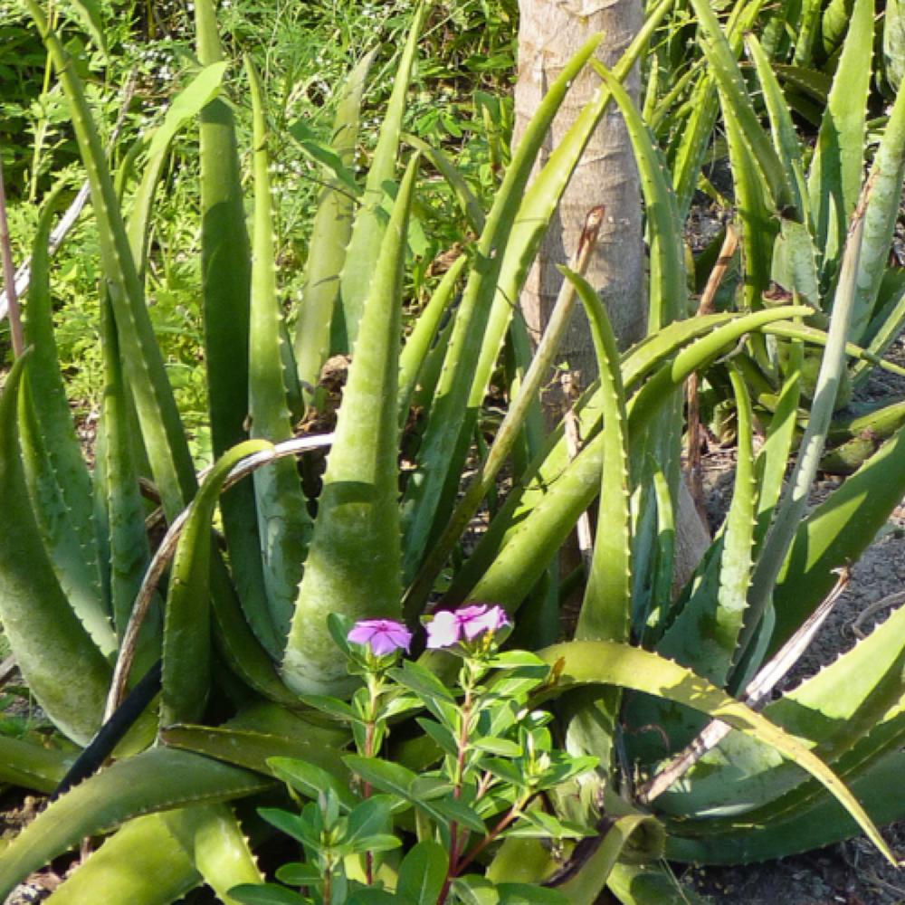Pharmos Natur Aloe Vera BioUrsaft Blitzverkäufe